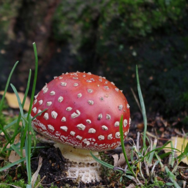Natur