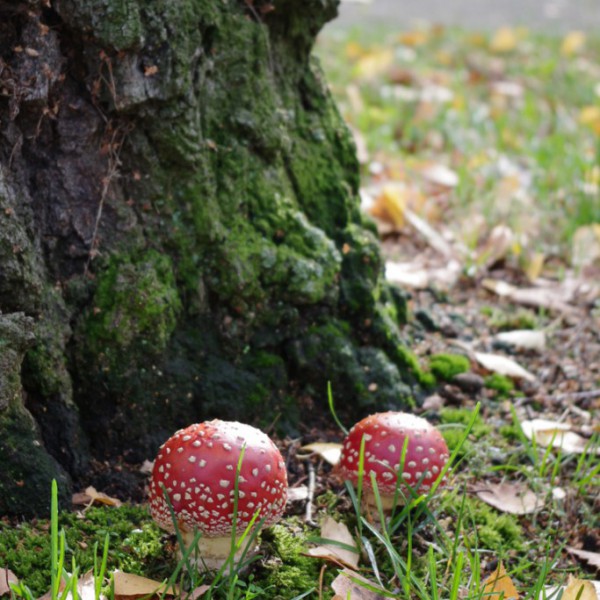 Natur