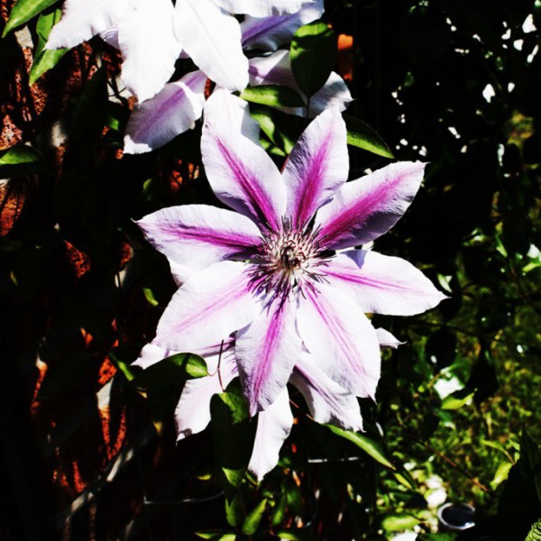 Natur
