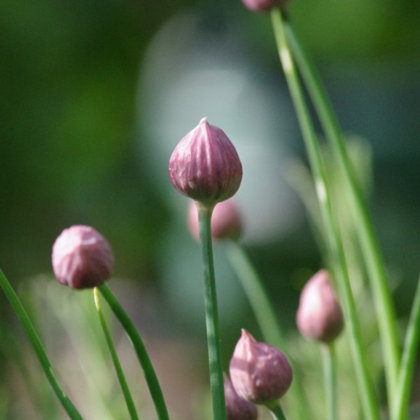 Natur