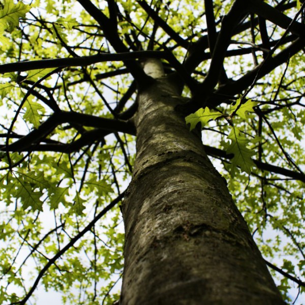 Natur