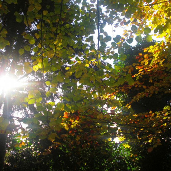 Natur