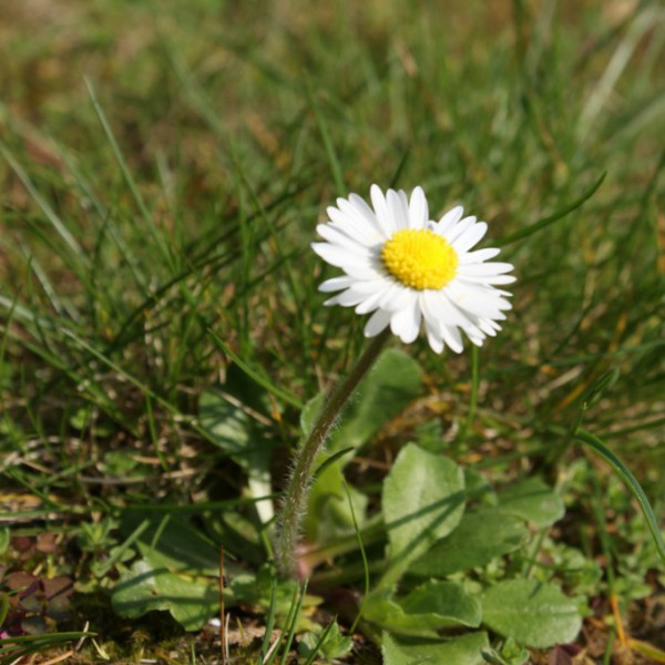 Natur
