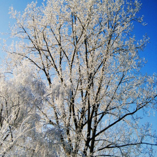 Natur