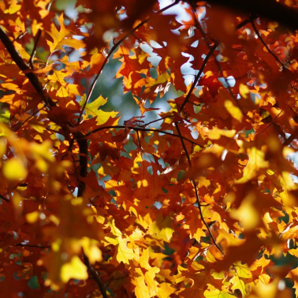 Natur
