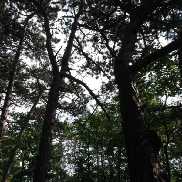Natur