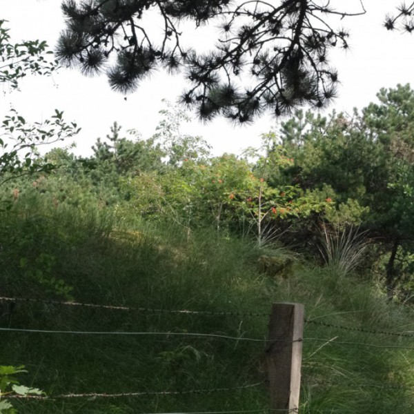 Natur