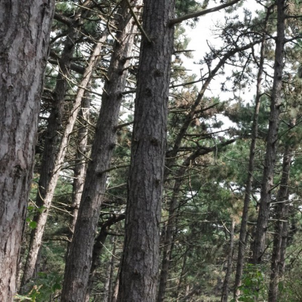 Natur