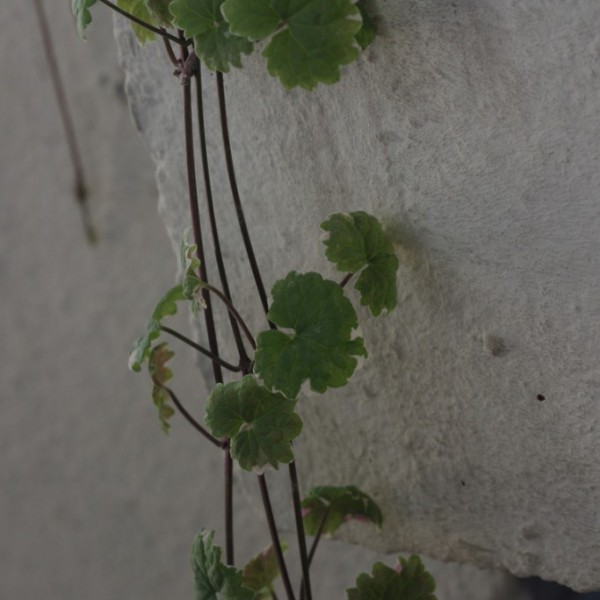 Natur