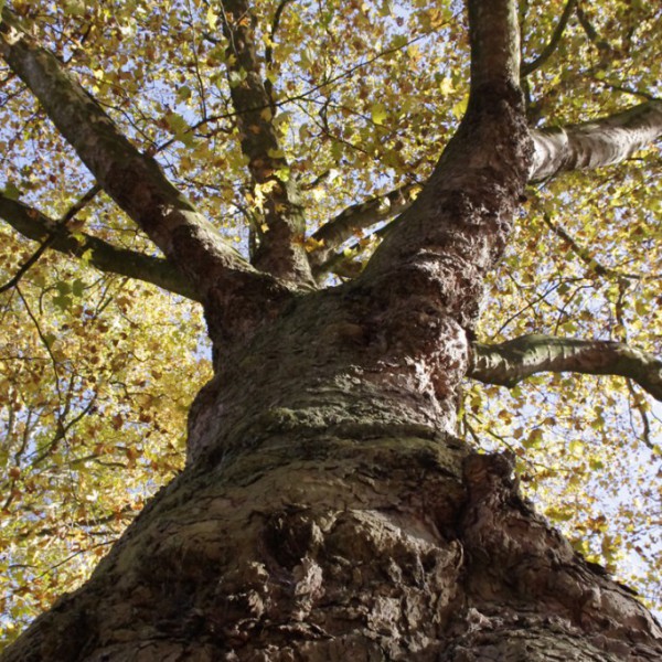 Natur