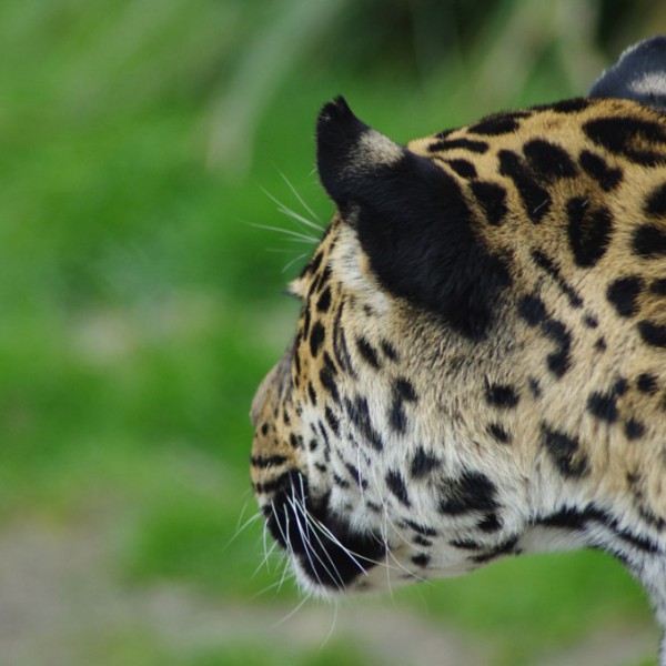 Tiere