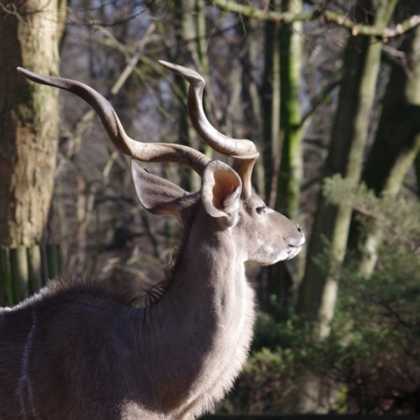 Tiere