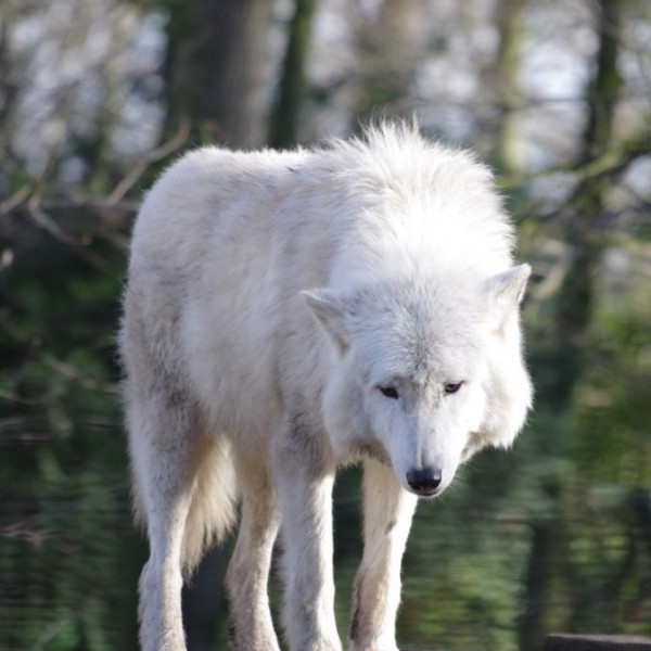 Tiere