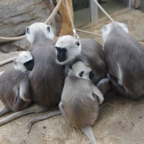 Tiere