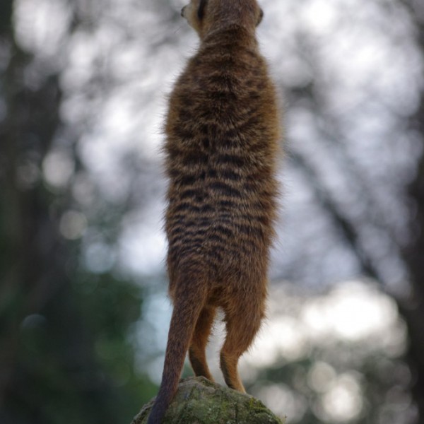 Tiere