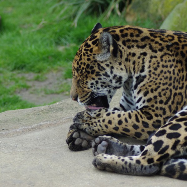 Tiere