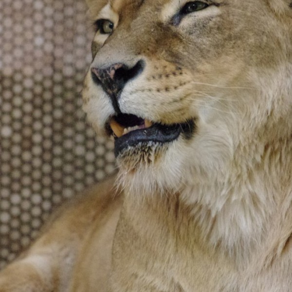 Tiere