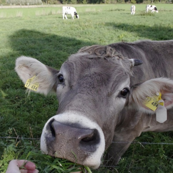 Tiere