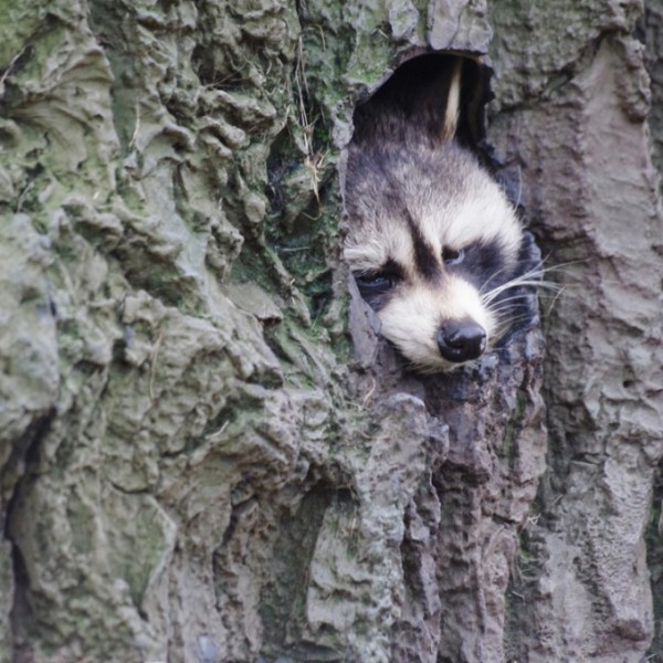 Tiere