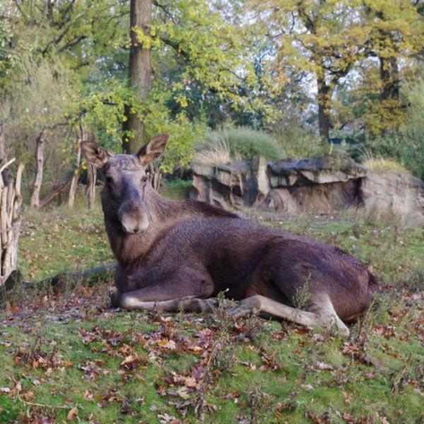 Tiere