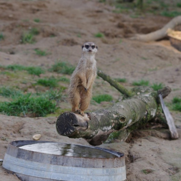 Tiere