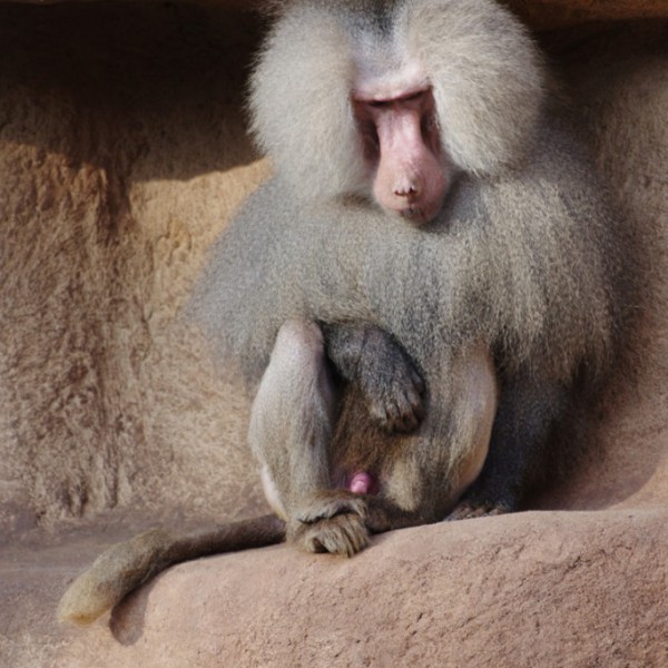 Tiere