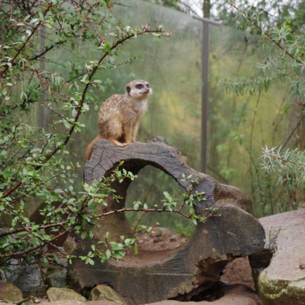 Tiere