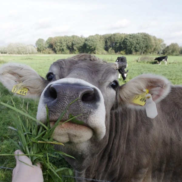Tiere