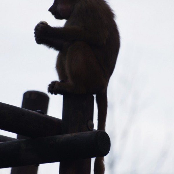 Tiere