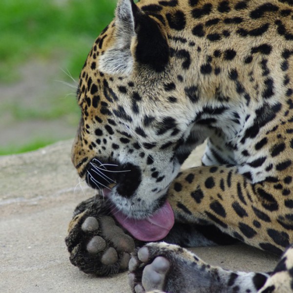 Tiere